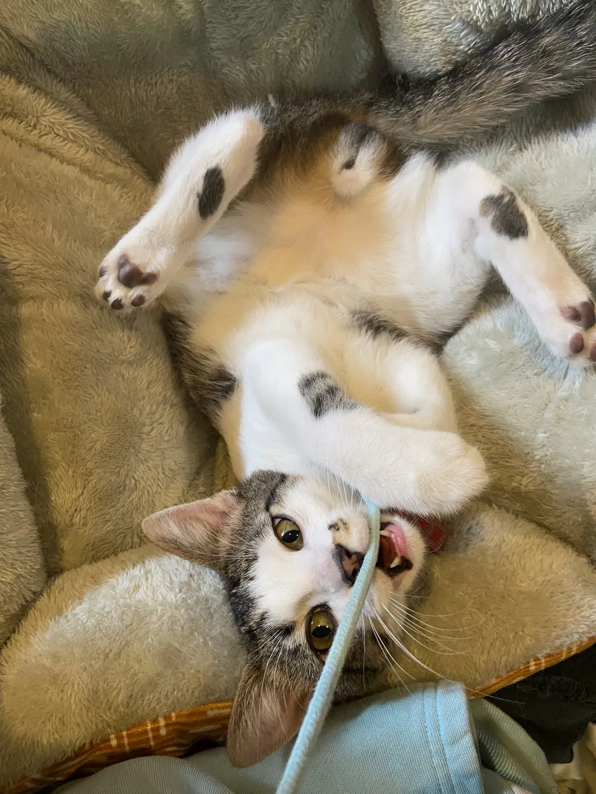 Lost cat in Broomfield, CO, 80021