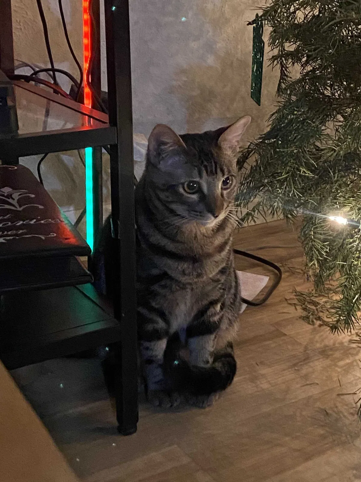 Lost cat in Round Rock, TX, 78681