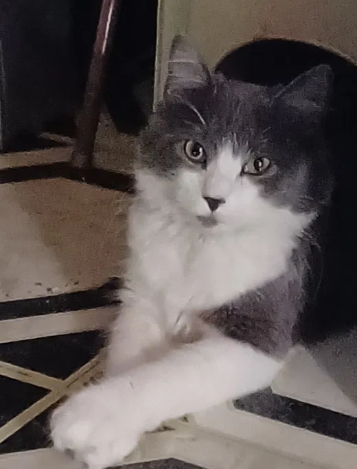 Lost cat in Sacramento, CA, 95818