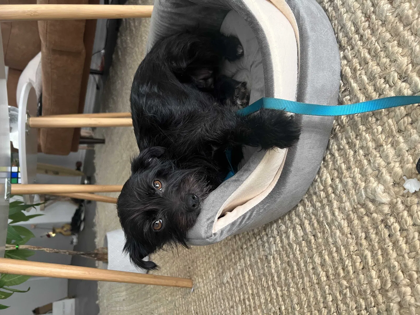 Lost dog in Los Angeles, CA, 90045