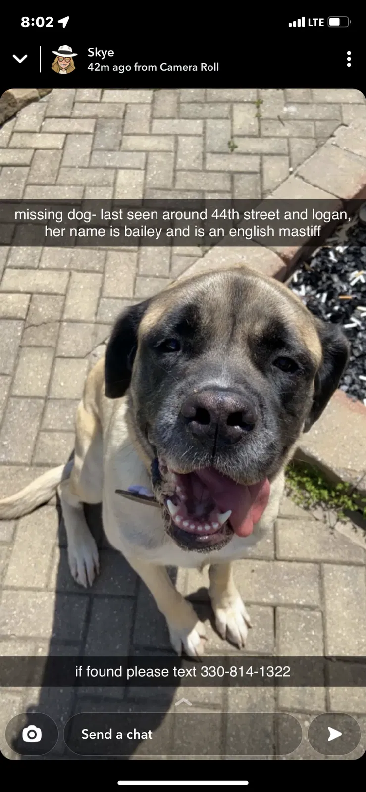 Lost dog in Canton, OH, 44709