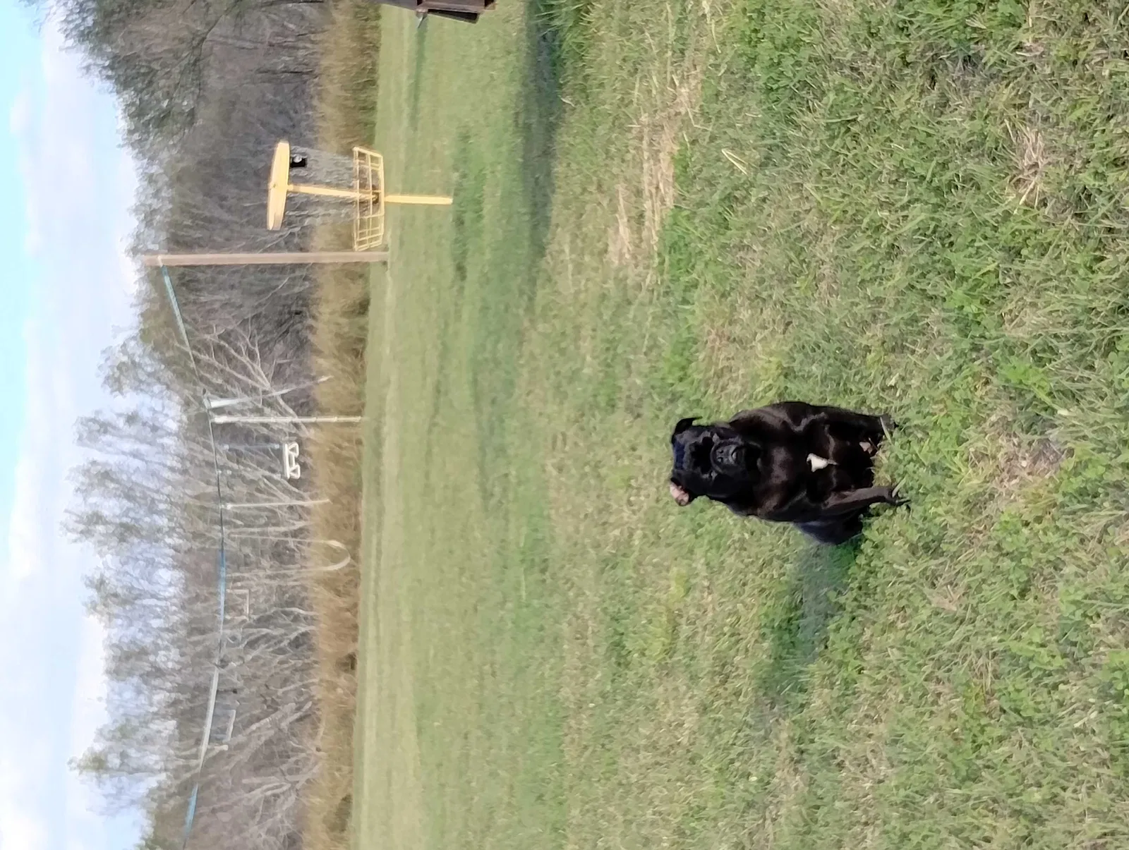 Lost dog in Sinton, TX, 78387