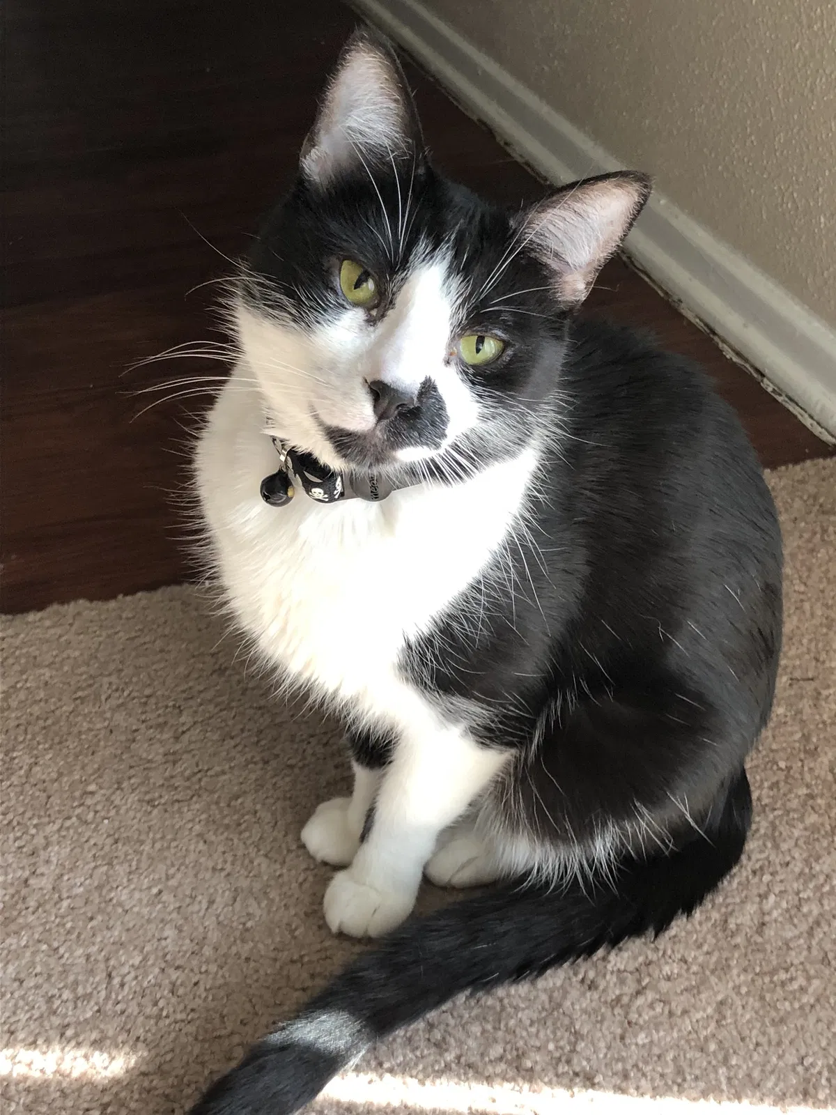 Lost cat in Fort Worth, TX, 76123