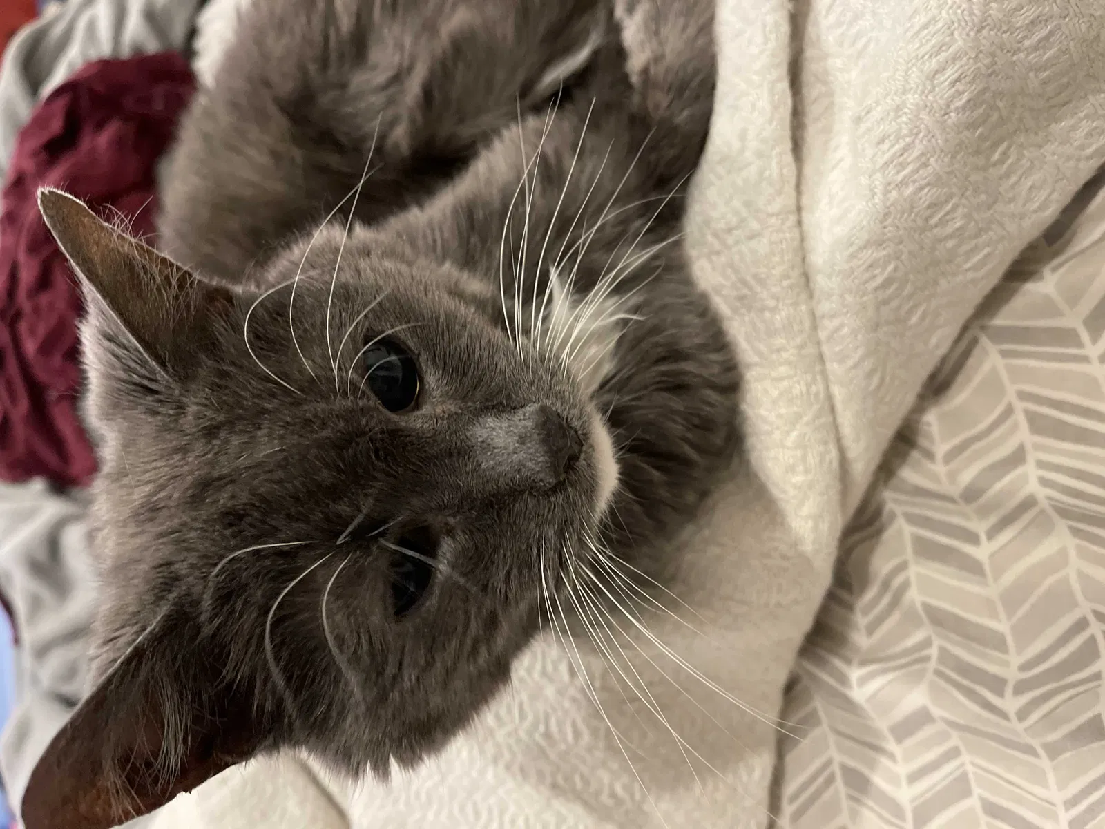 Lost cat in Laurel, MD, 20724