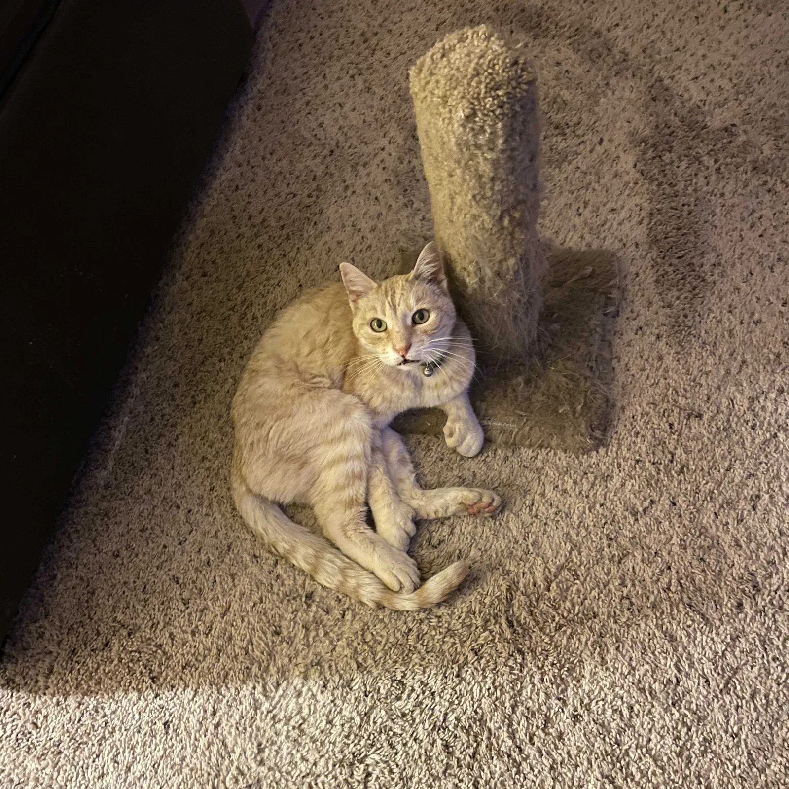 Lost cat in El Cajon, CA, 92020