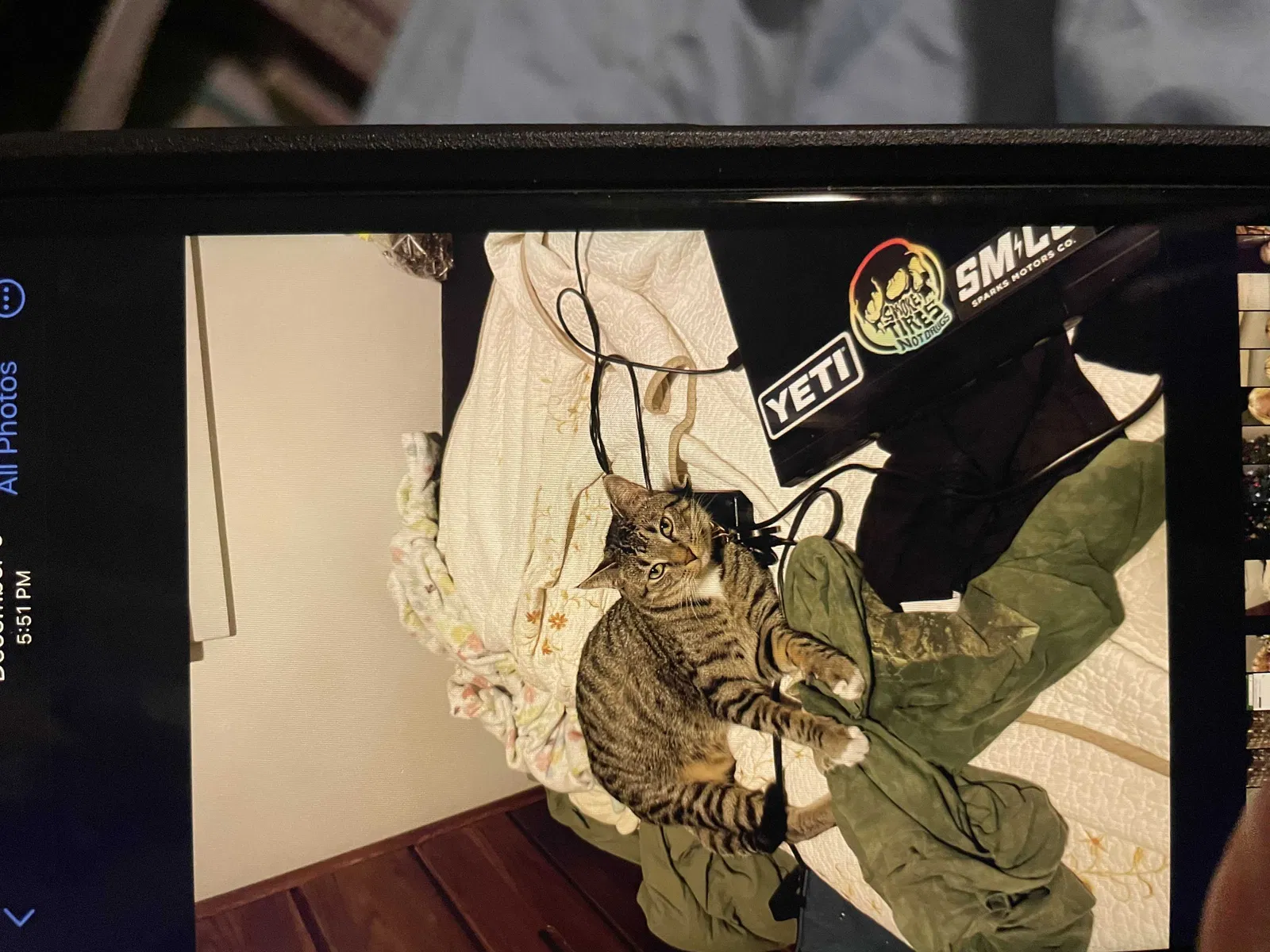 Lost cat in Punta Gorda, FL, 33982