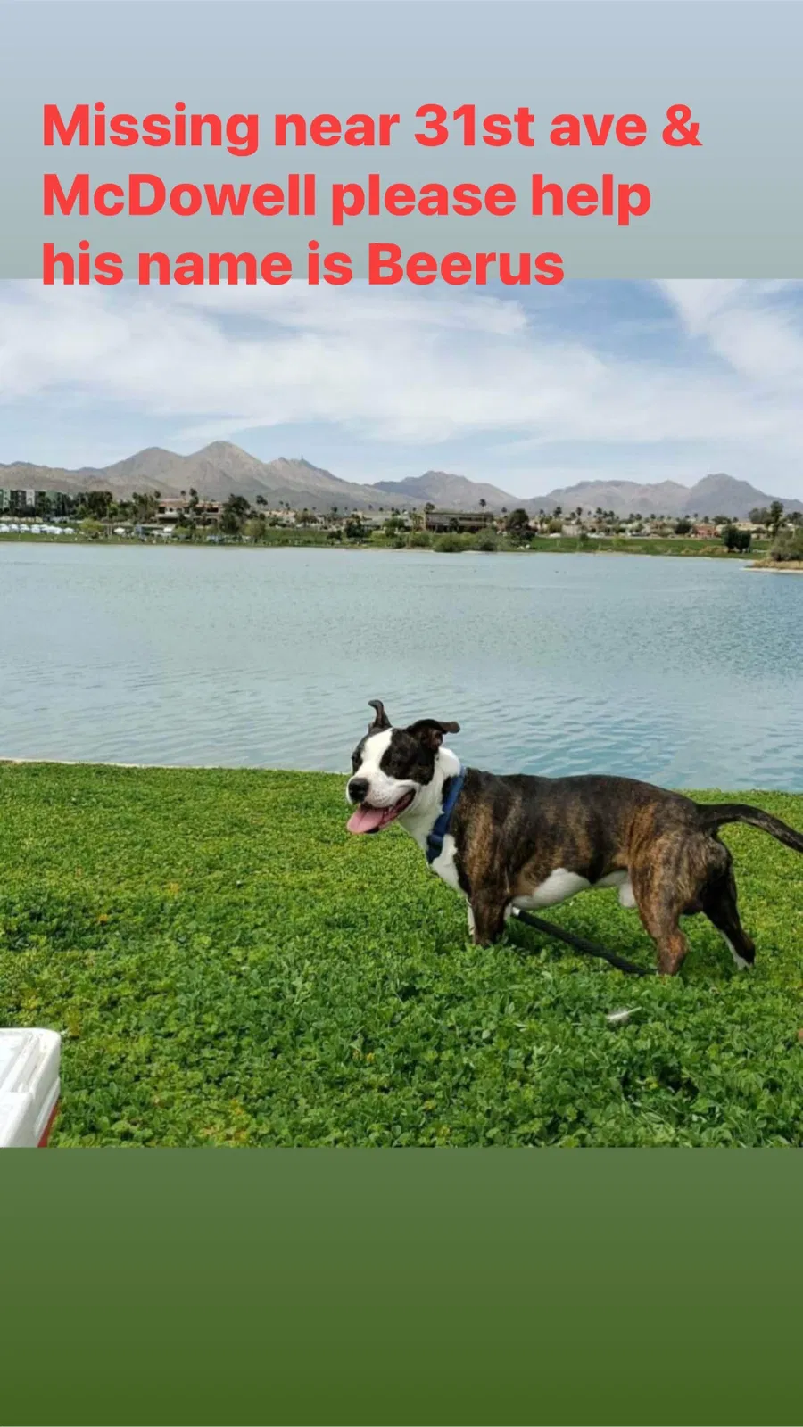 Lost dog in Phoenix, AZ, 85009