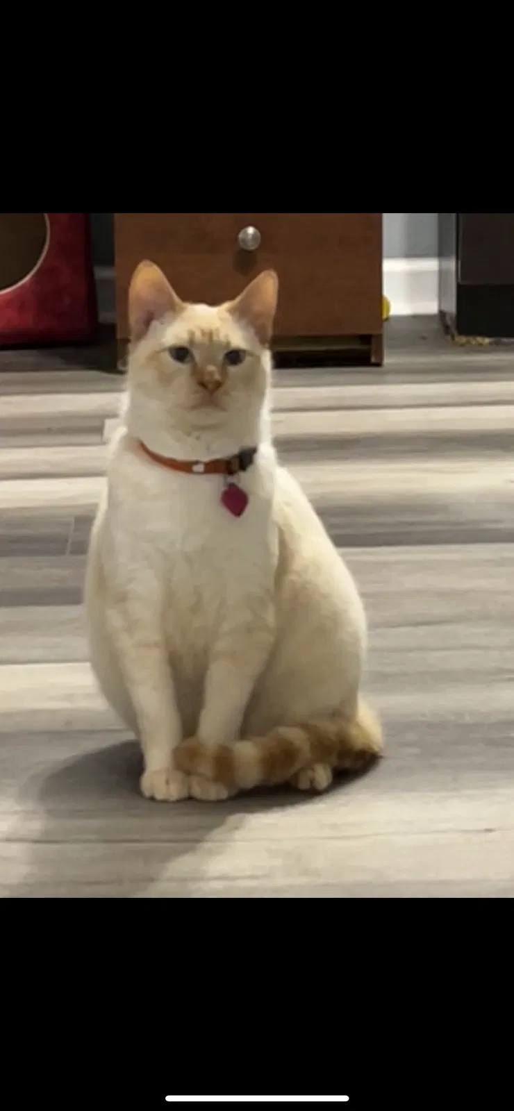 Lost cat in Lawrenceville, GA, 30045