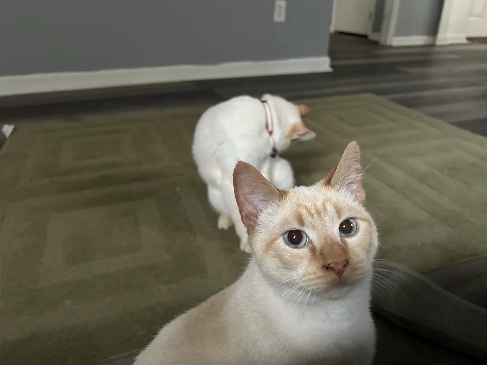 Lost cat in Lawrenceville, GA, 30045