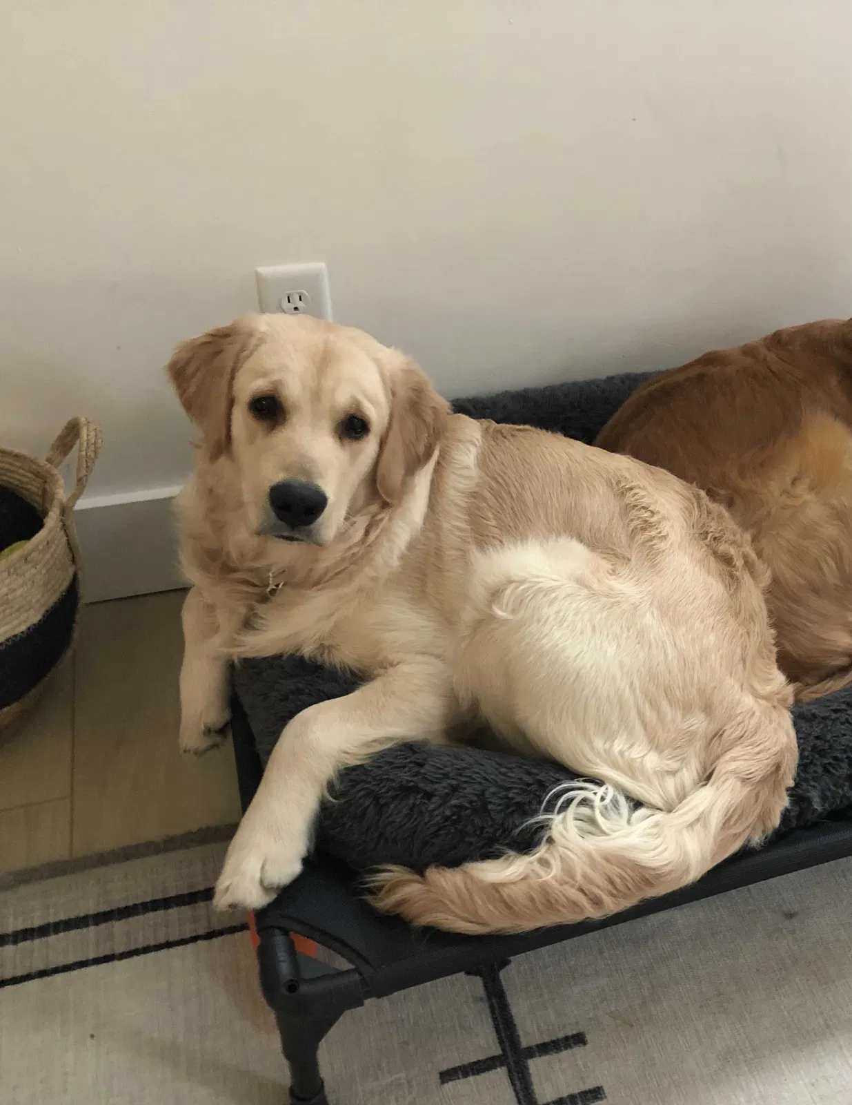 Lost dog in Pinckney, MI, 48169