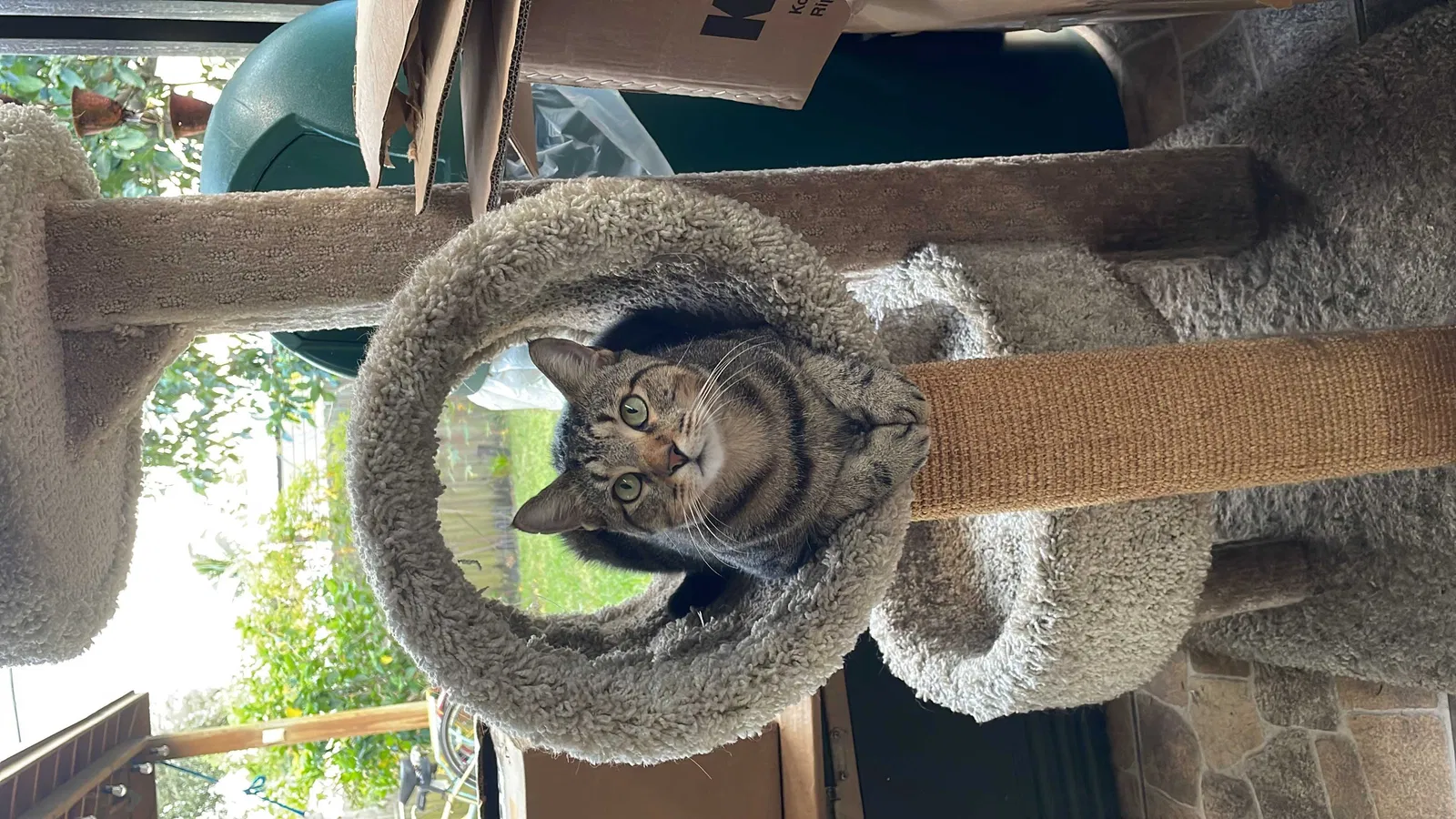 Lost cat in Hollywood, FL, 33024