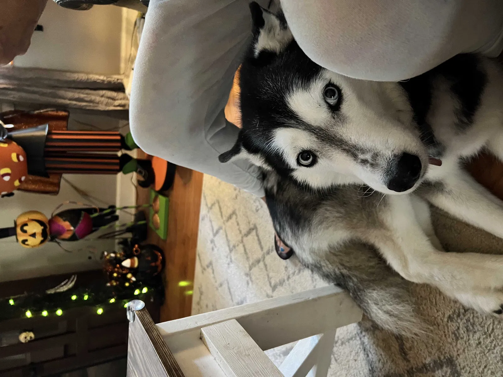 Lost dog in Rock Hill, SC, 29730