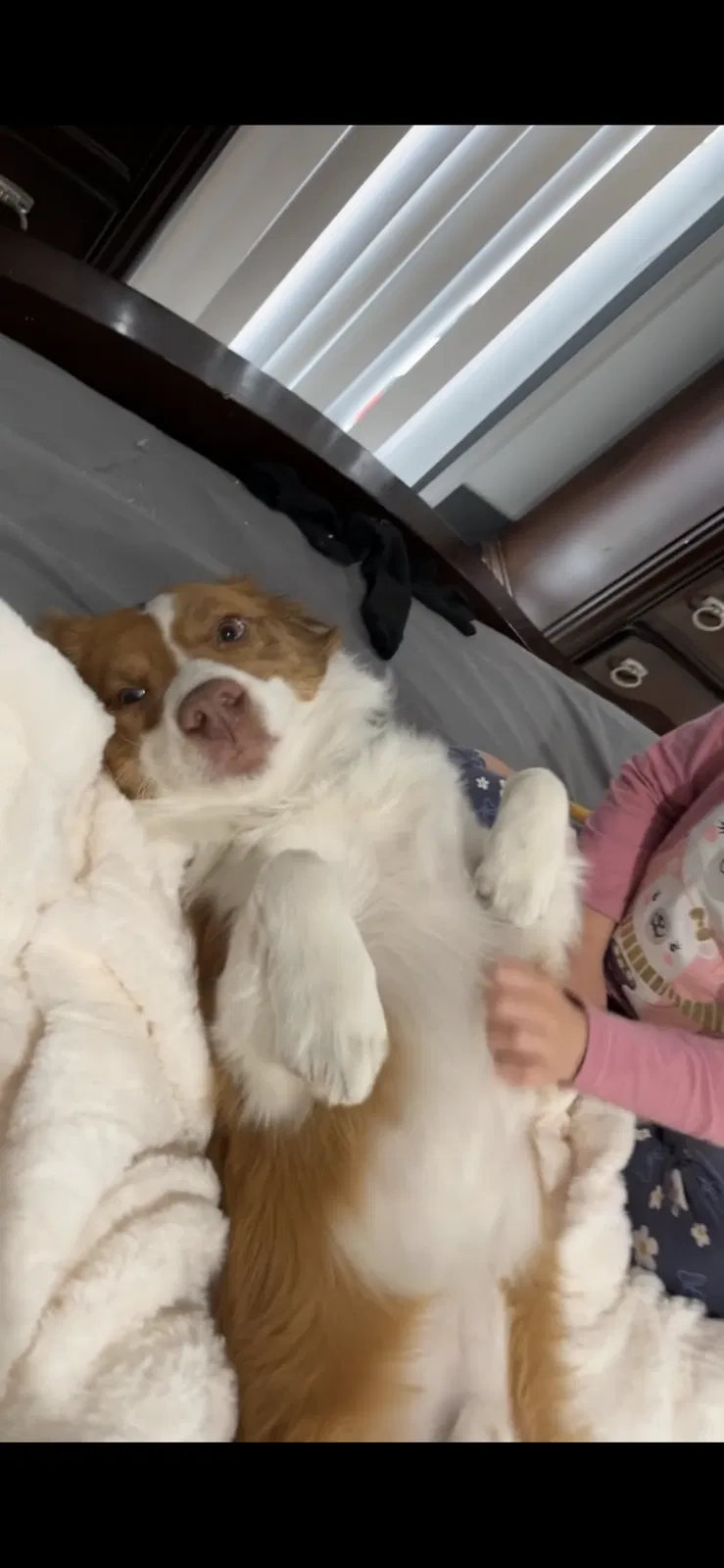 Lost dog in Las Vegas, NV, 89169