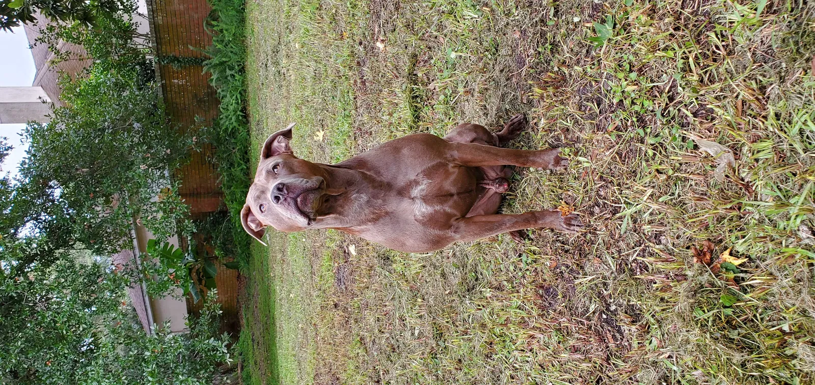 Lost dog in Winter Garden, FL, 34787