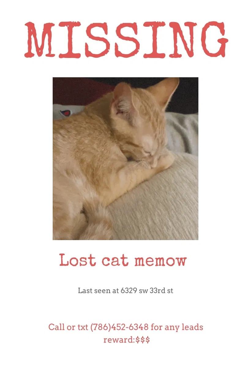 Lost cat in Miami, FL, 33155