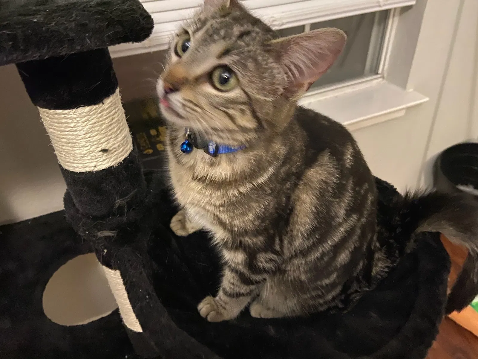 Lost cat in Carrollton, TX, 75007