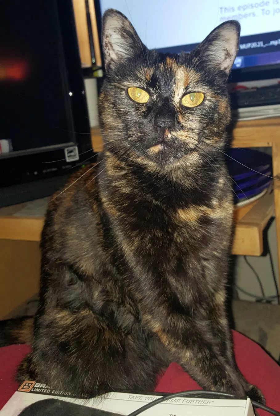 Lost cat in Sacramento, CA, 95842