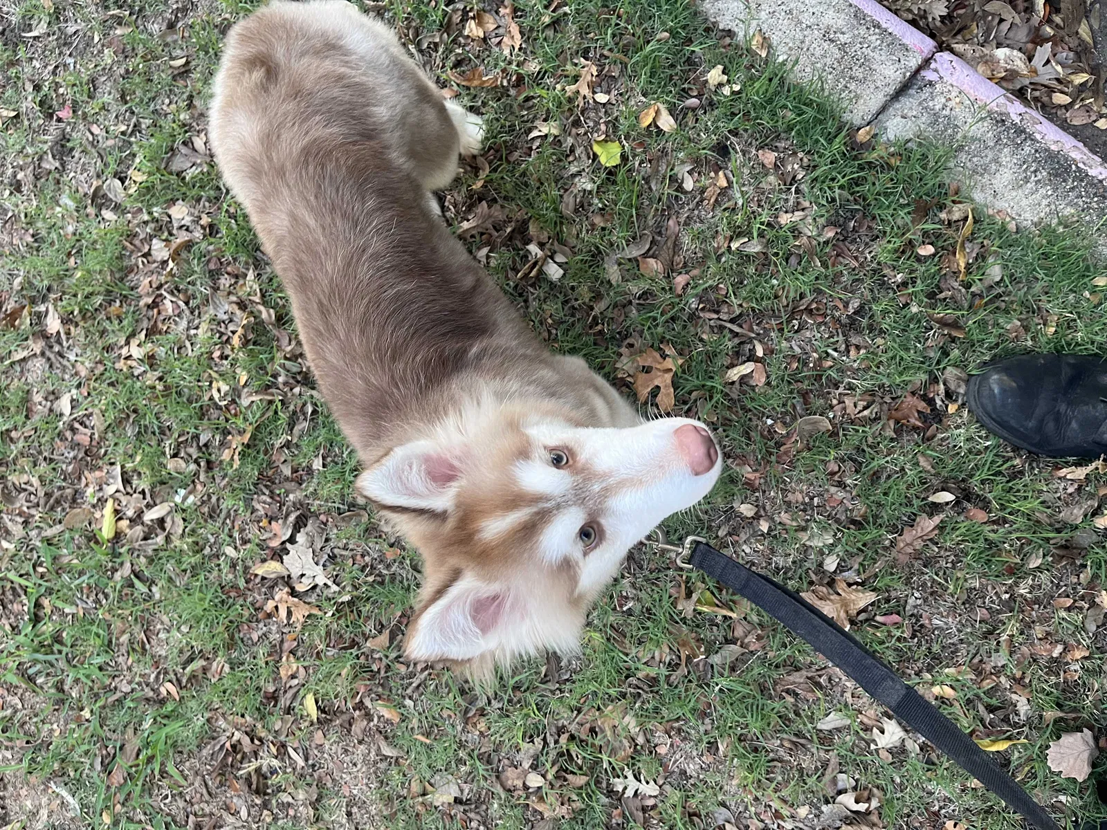 Lost dog in Philadelphia, PA, 19124