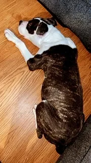Lost dog in Milwaukee, WI, 53204