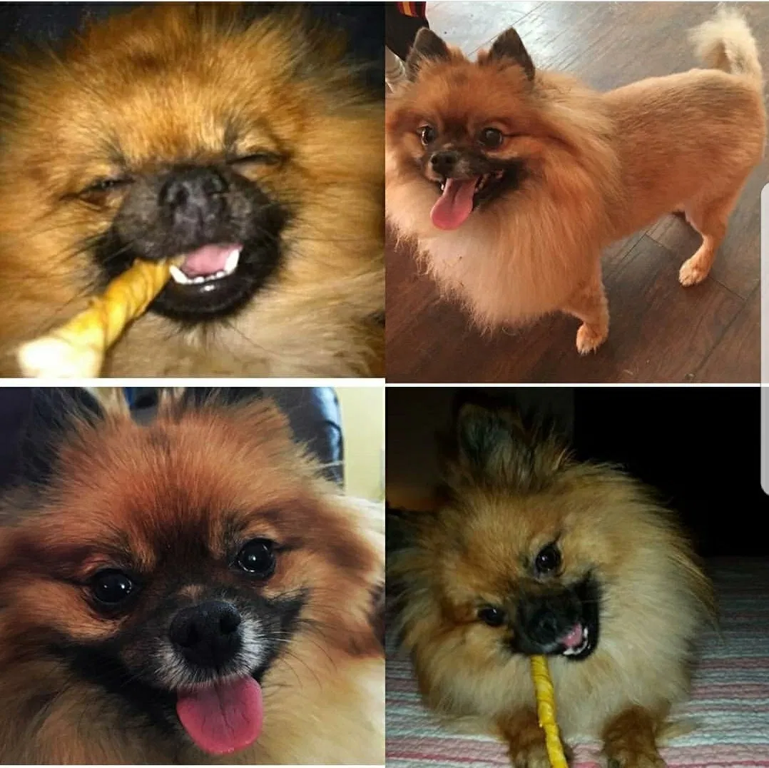 Lost dog in Chester, SC, 29706