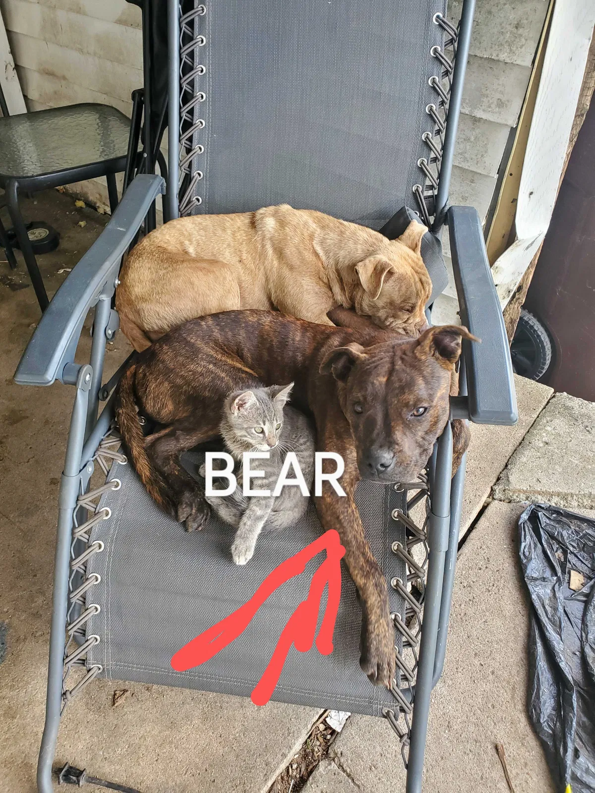 Lost dog in Huntington, IN, 46750