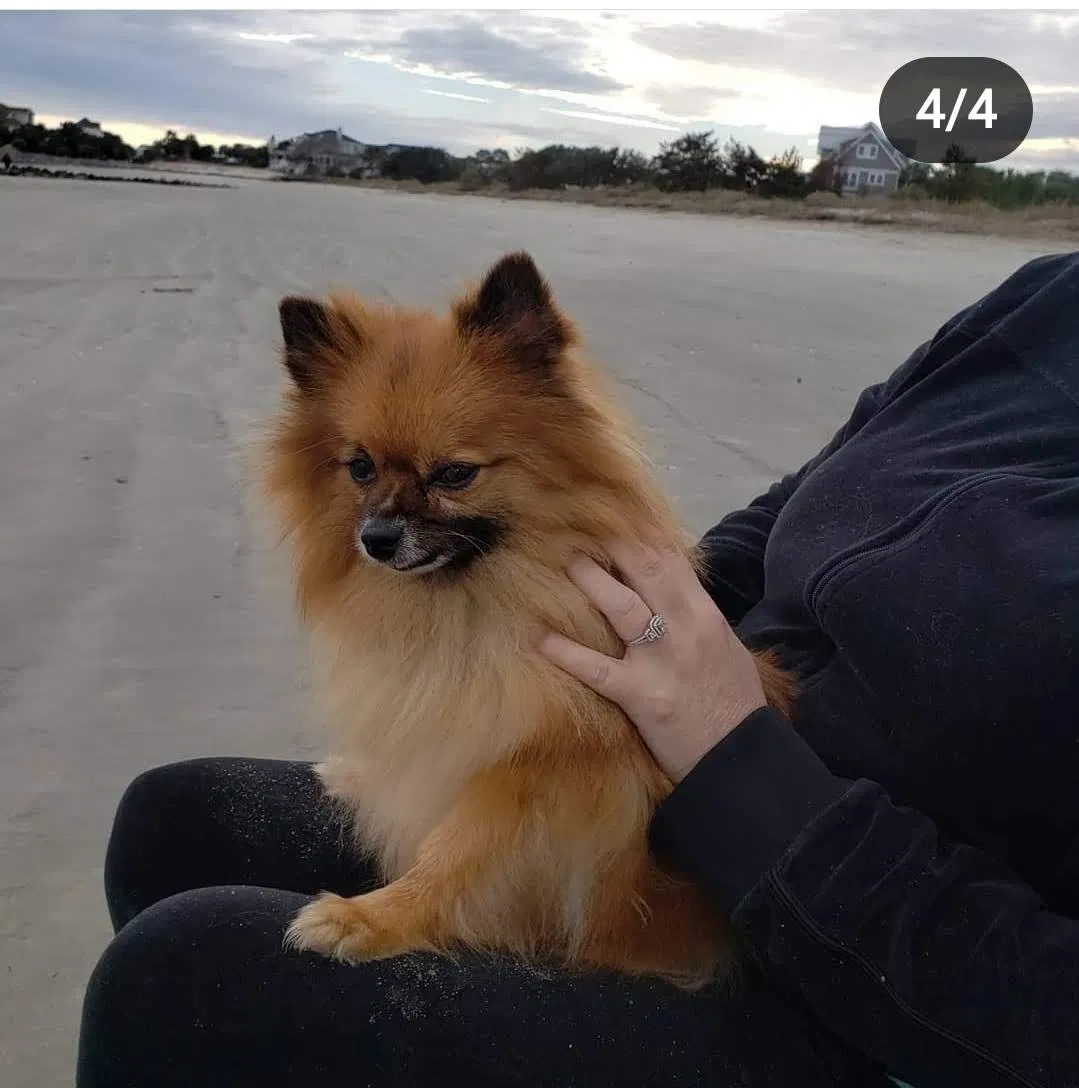 Lost dog in Charlotte, NC, 28216