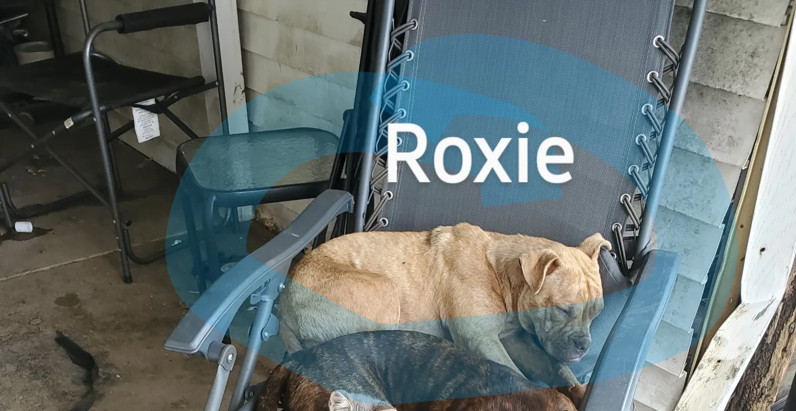 Lost dog in Huntington, IN, 46750