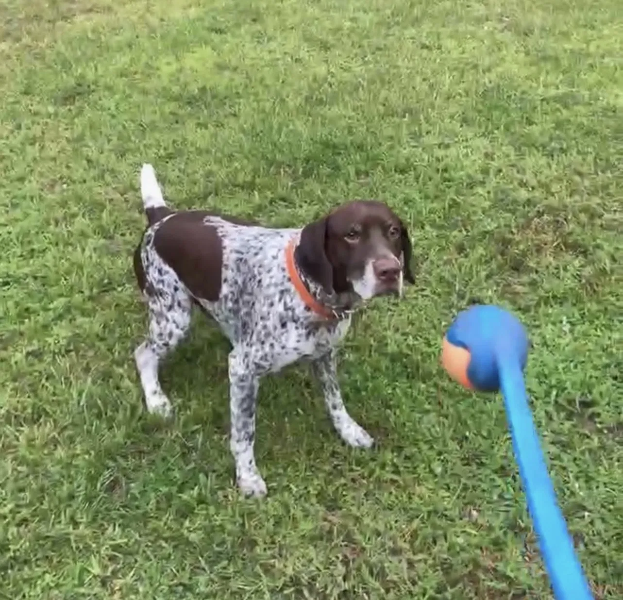 Lost dog in North Port, FL, 34291