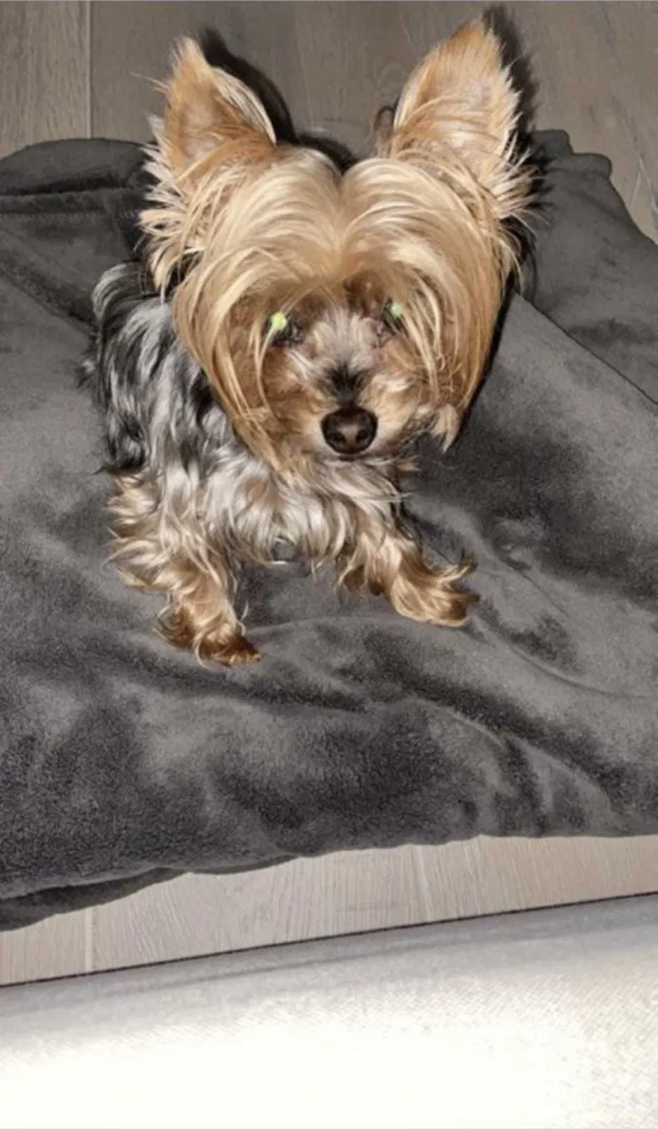 Lost dog in Glendale, CA, 91206