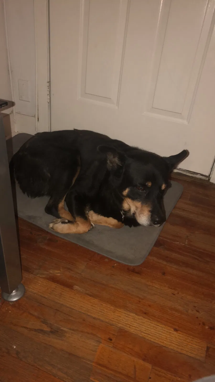 Lost dog in Fort Worth, TX, 76118