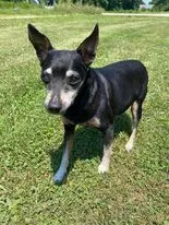 Lost dog in La Grange, KY, 40031