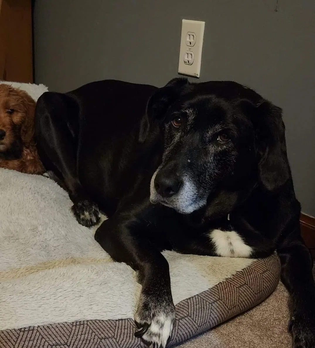 Lost dog in Hopkinsville, KY, 42240