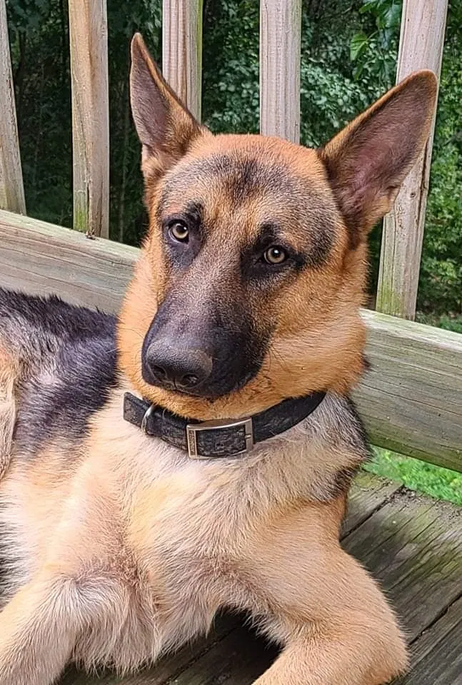 Lost dog in Circleville, OH, 43113