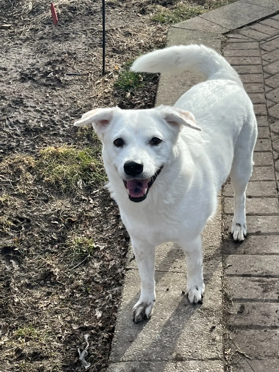 Found Dog