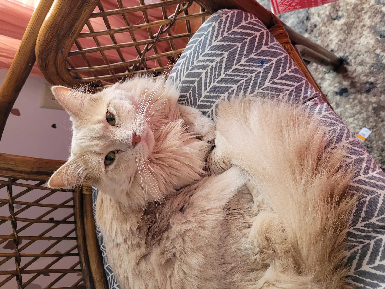 Lost cat in Newburgh, IN, 47630