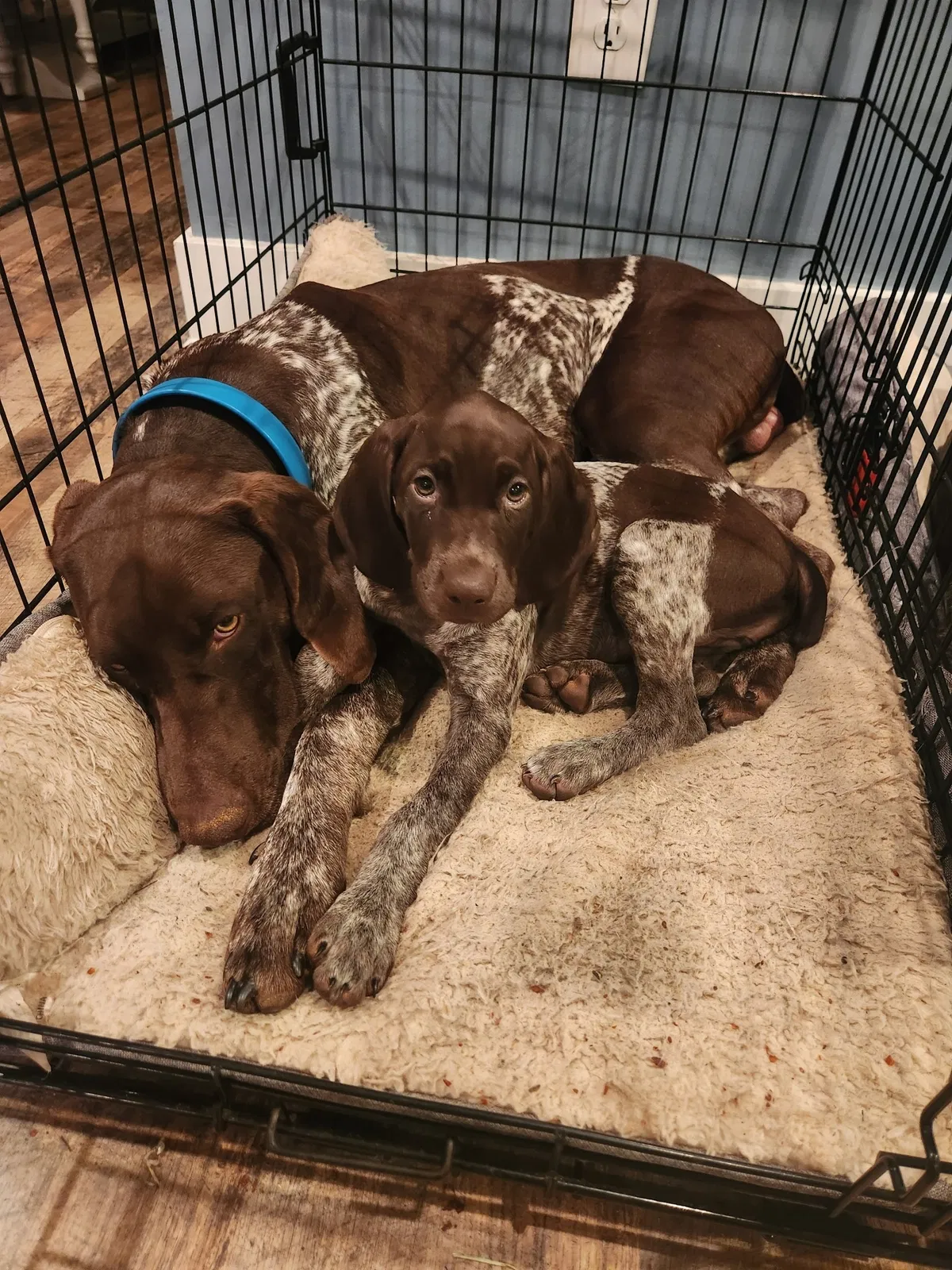 Lost dog in Liberty, SC, 29657