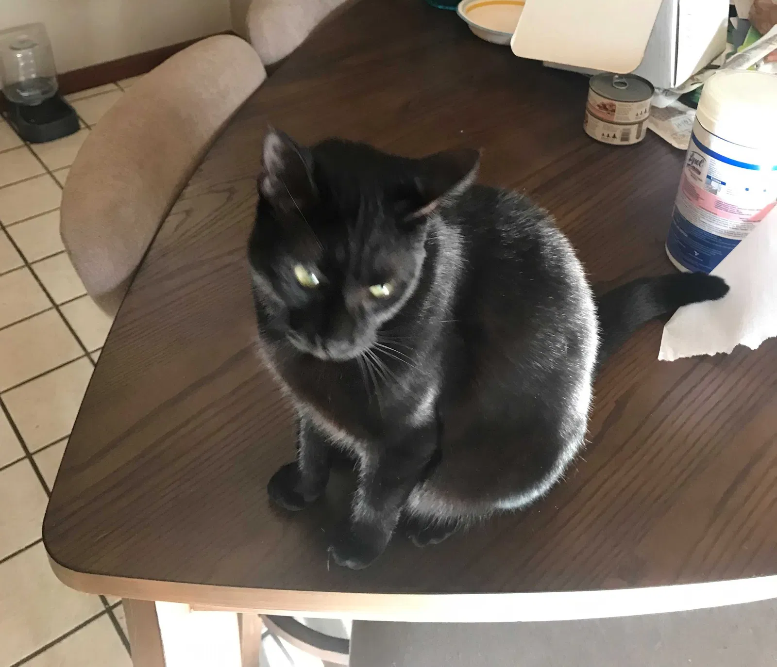 Lost cat in Jacksonville, FL, 32216