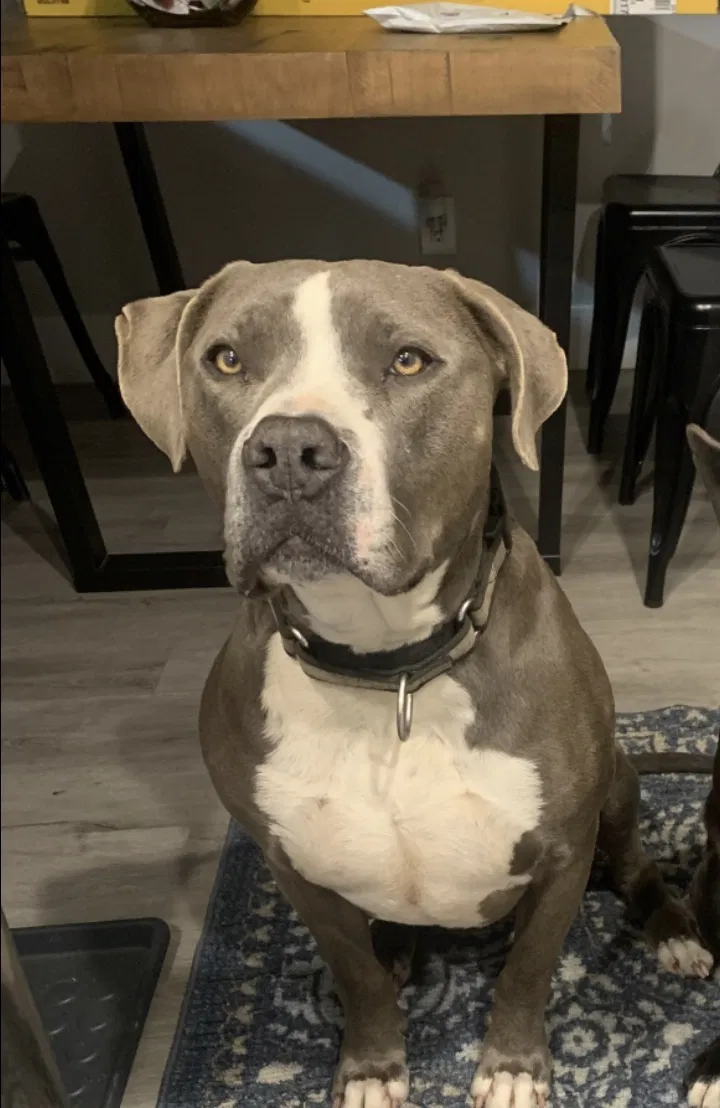 Lost dog in Escondido, CA, 92026