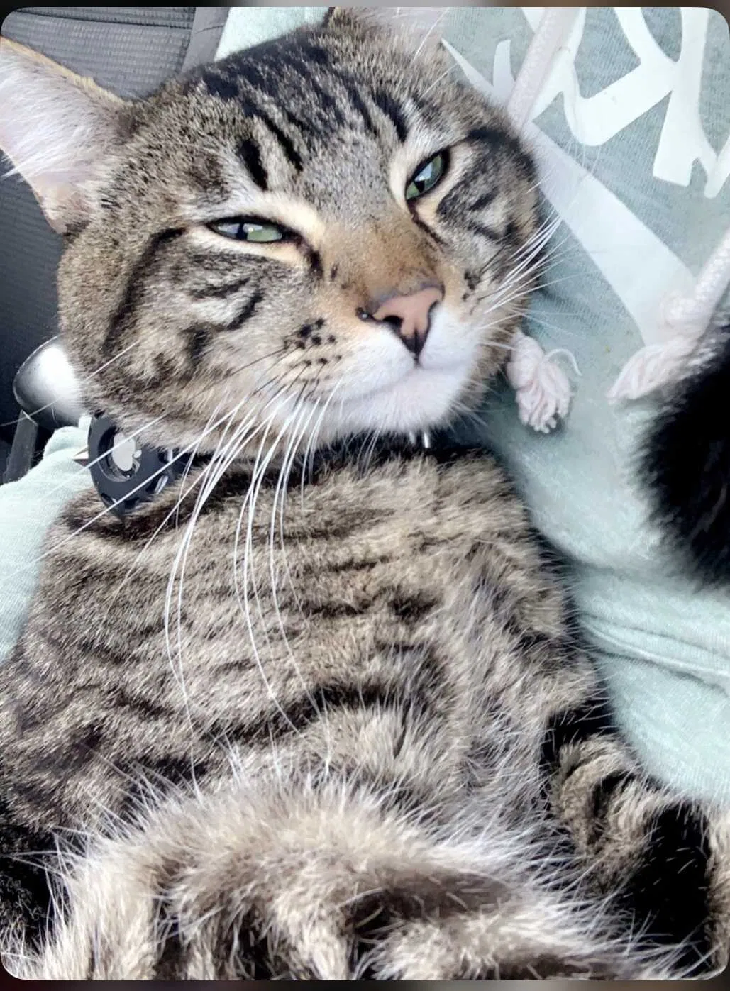 Lost cat in Maple Valley, WA, 98038