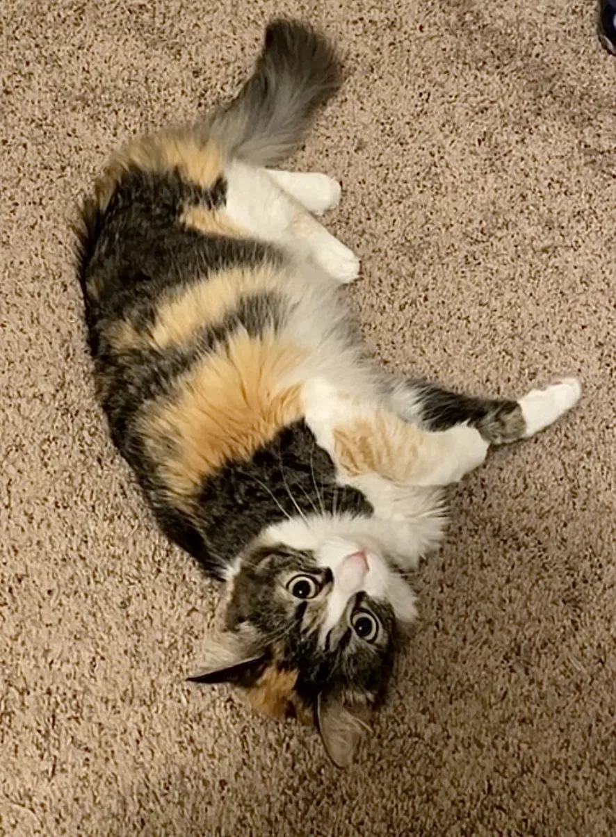 Lost cat in Beaufort, SC, 29906