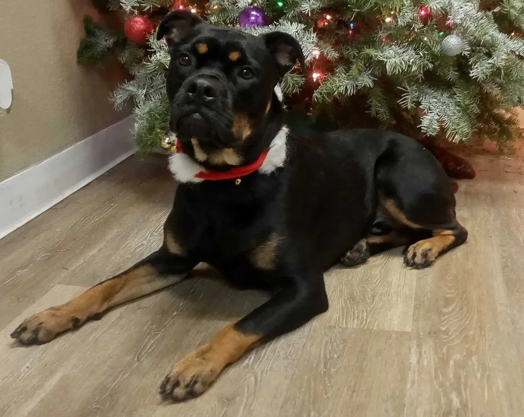 Lost dog in Corona, CA, 92879
