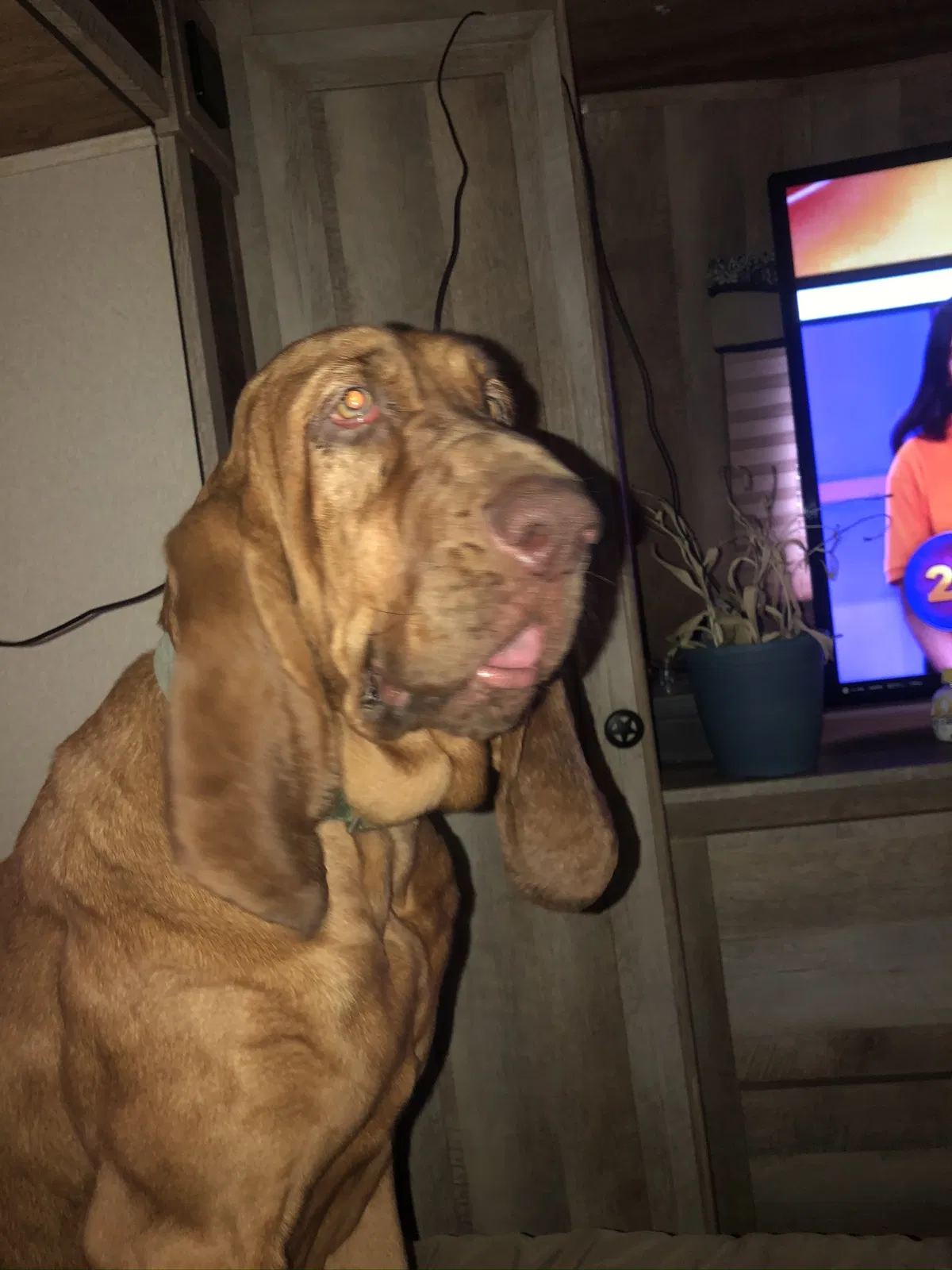 Lost dog in Forney, TX, 75126