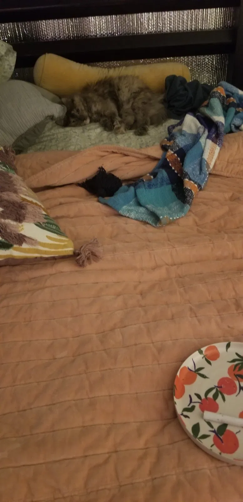 Lost cat in Henderson, NV, 89011