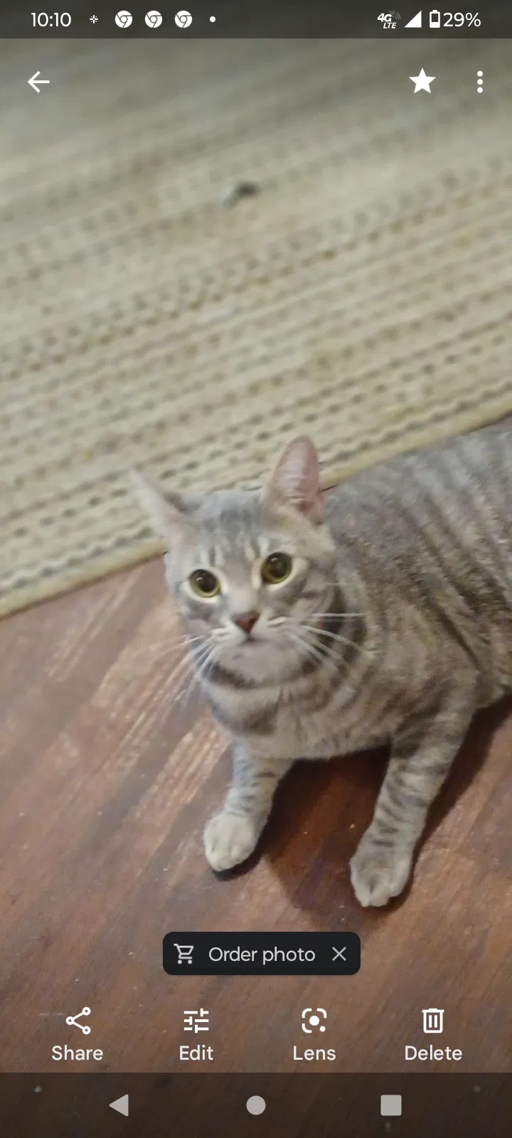 Lost cat in Abilene, TX, 79603