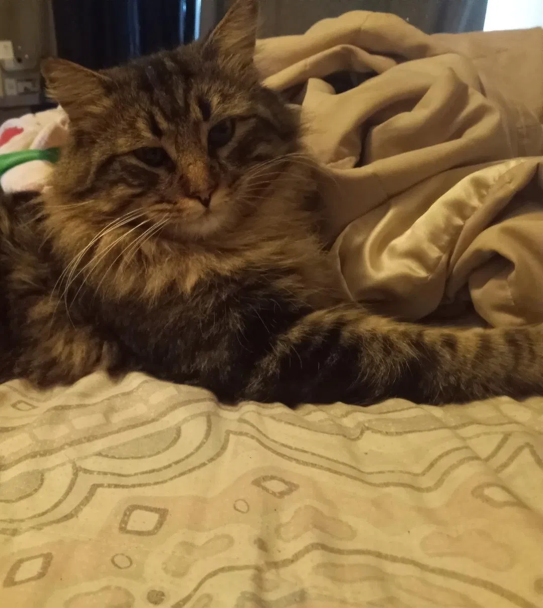 Lost cat in Tulsa, OK, 74112