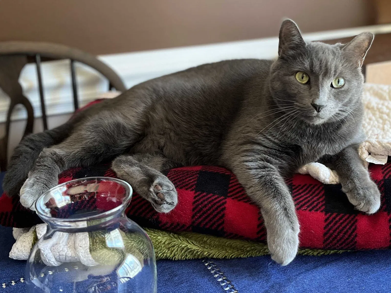 Lost cat in Mebane, NC, 27302
