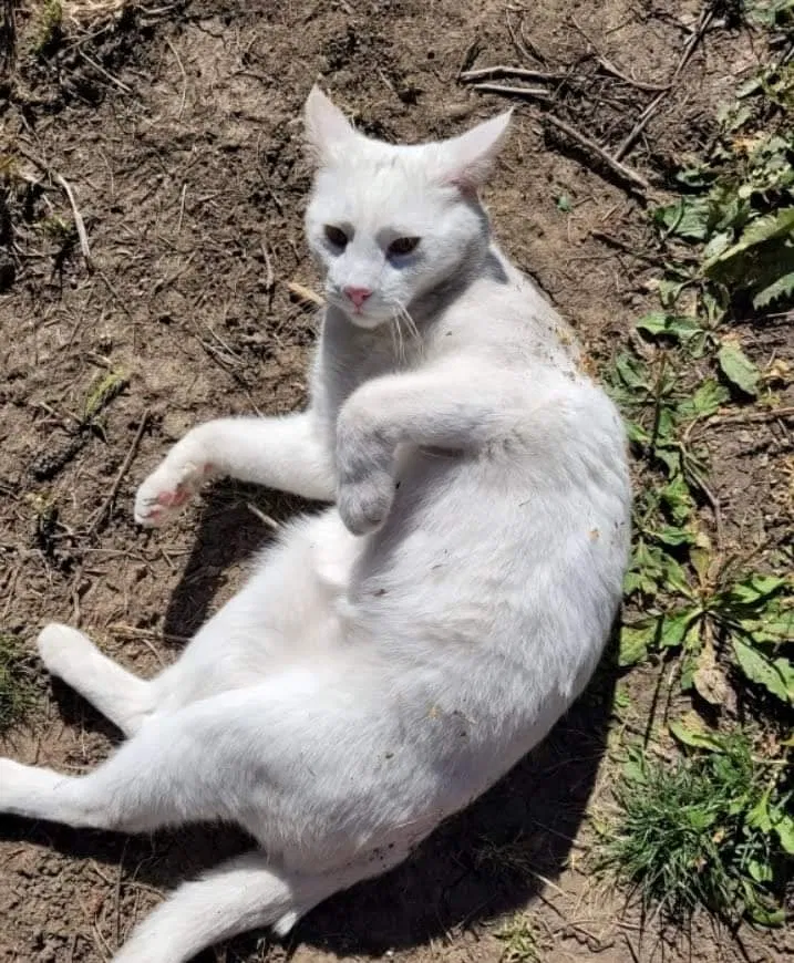 Lost cat in Las Vegas, NV, 89121