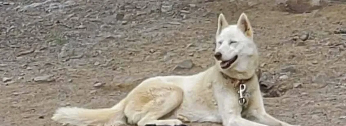 Lost dog in Little Rock, AR, 72205