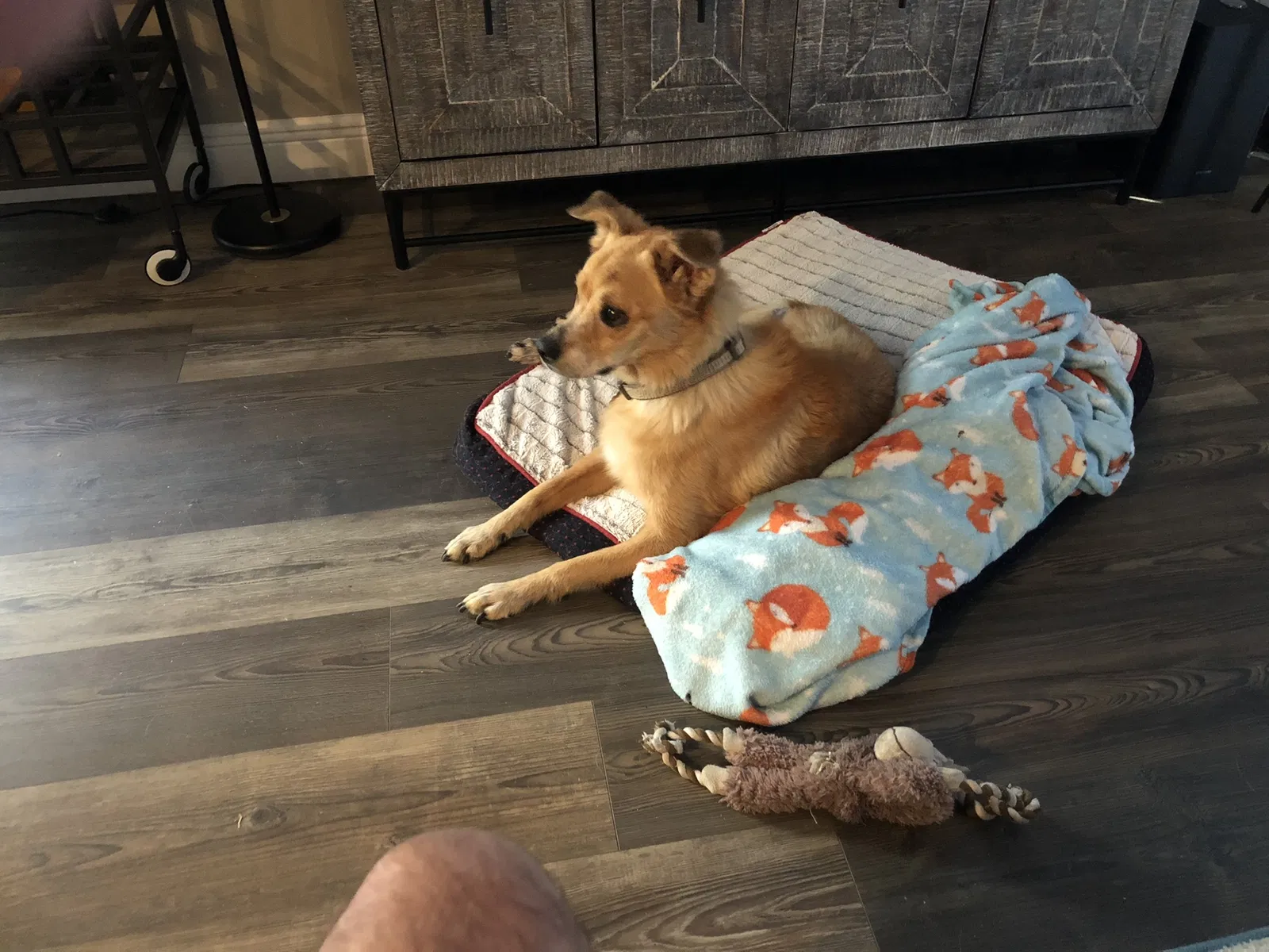 Lost dog in Clearwater, FL, 33755