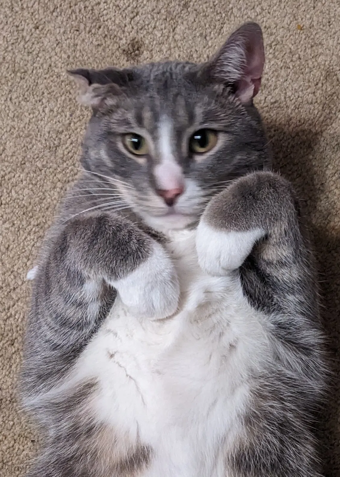 Lost cat in Searcy, AR, 72143